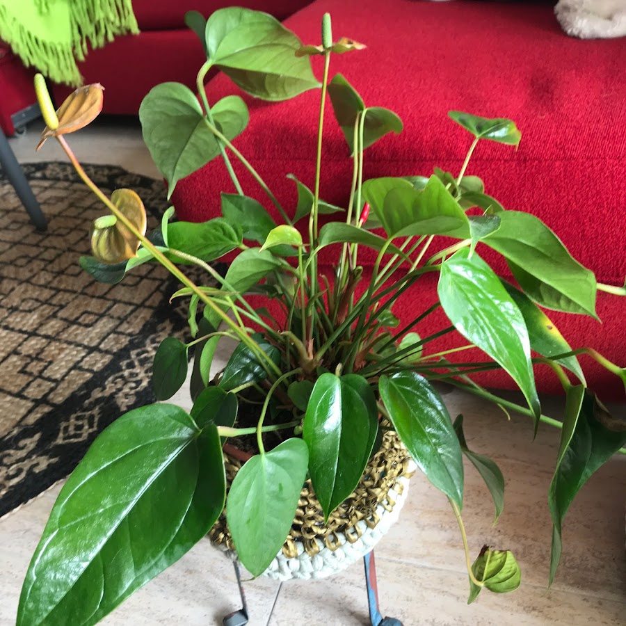 Anthurium con flores