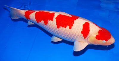 Ikan Koi - Cara Budidaya Ikan Koi