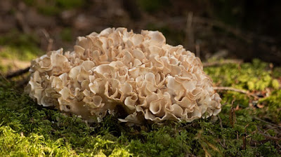 Sparassis Mushroom. jamur otak, jamur kembang kol