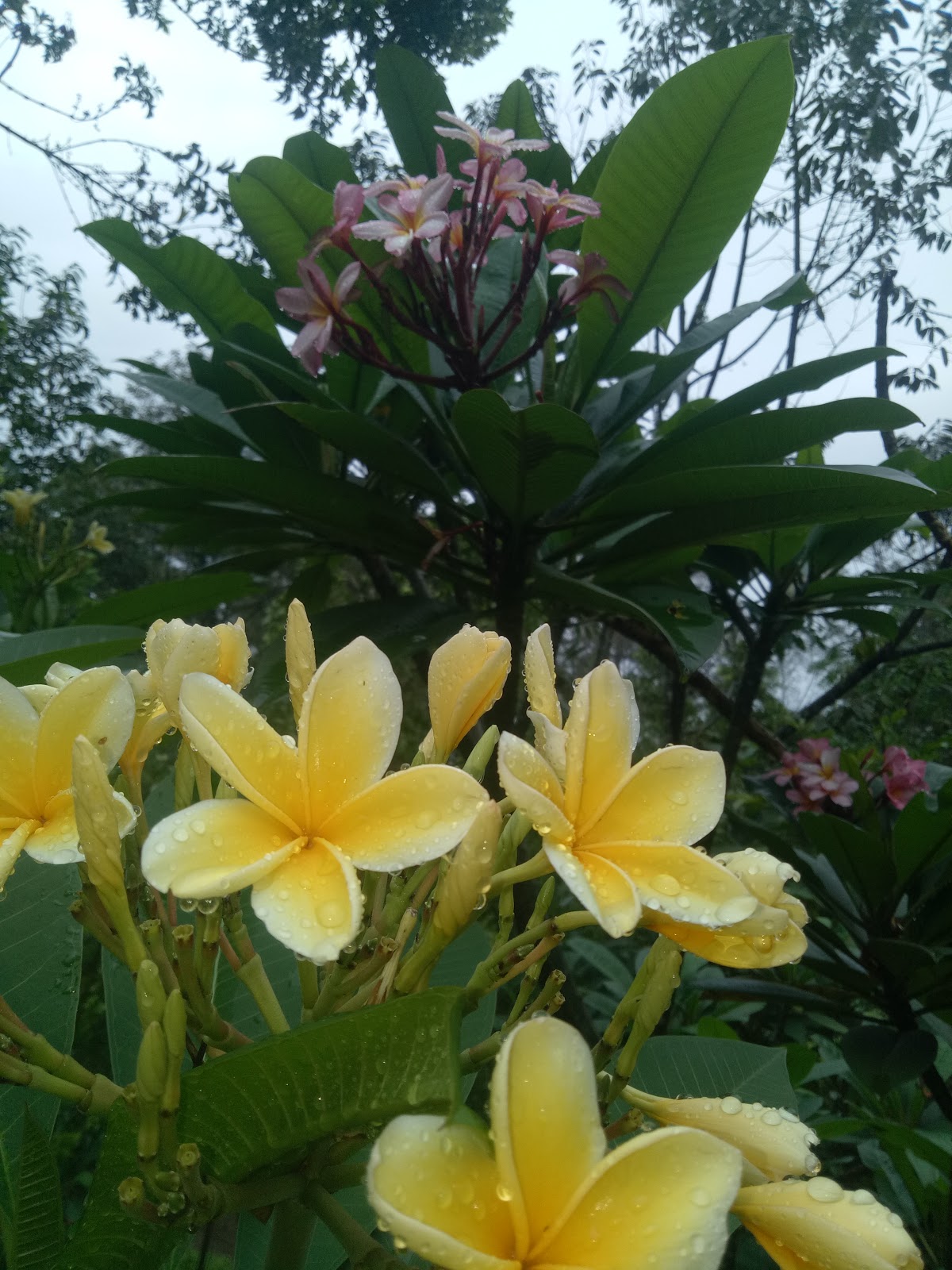 Harga Tanaman Kamboja Bali Bunga Warna Kuning Tinggi 1 Sampai 1 5 Meter Rp 50 000 Sinox Nursery