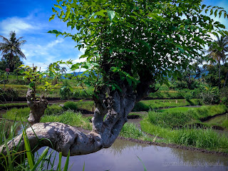 Bent Tree Trunk Of Wild Santen Tree Grows View In The Rice Fields On A Sunny Day At Ringdikit Village, North Bali, Indonesia