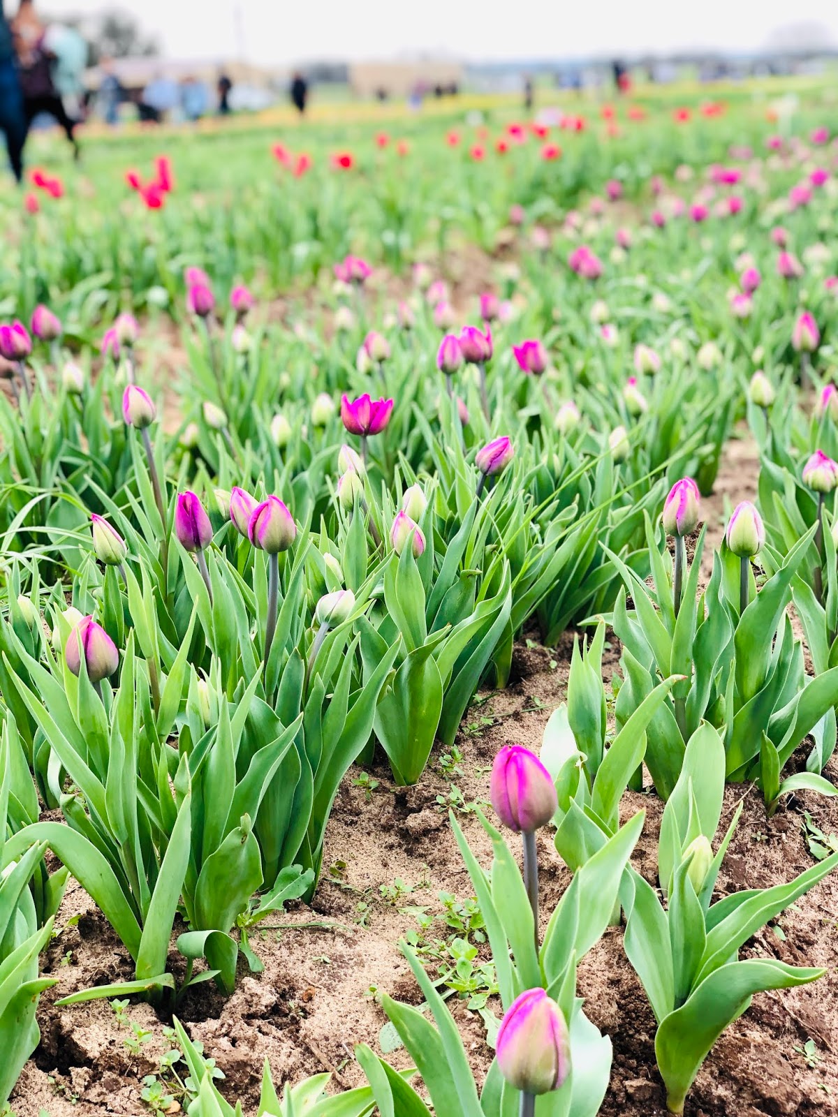 Airing My Laundry, One Post At A Time... Discovering Texas Tulips In