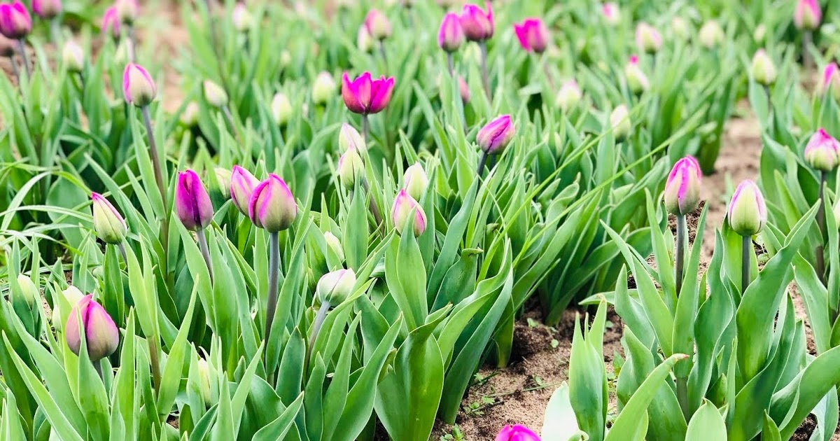 Airing My Laundry, One Post At A Time... Discovering Texas Tulips In