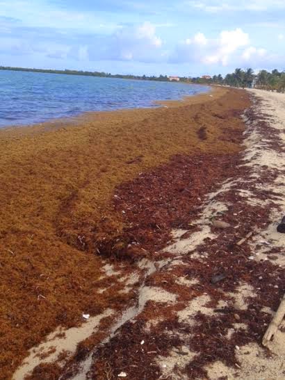 Sargassum seaweed craziness on the beach + Review of Dragonfly Moon! 77 Remaxvipbelize : Beach-sargassum