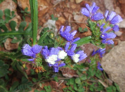 Flores azules de Siempreviva azul (Limonium sinuatum)