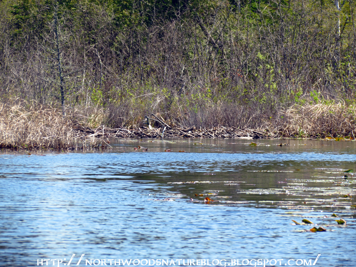 Northwoods Nature Blog Beaver Dam