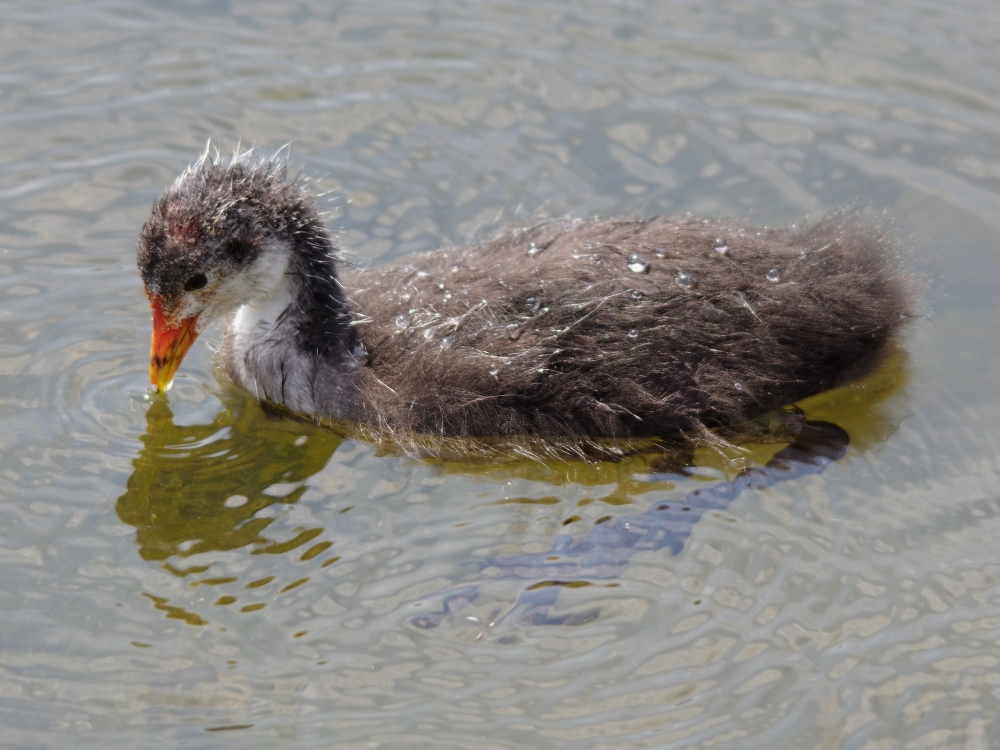 BMW Financial Services Finance, insurance, leasing