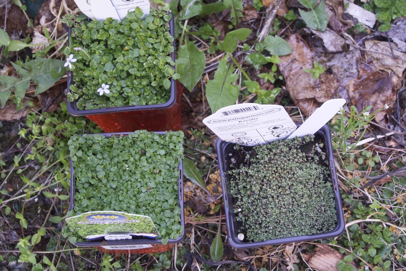 Life at Pugsley Patio Update Controlling crabgrass with corn gluten