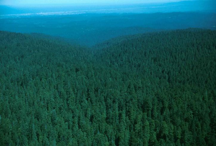 Fakta Menarik Seputar Hutan Amazon
