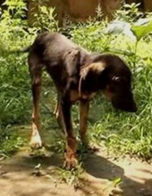 Aksi Penyelamatan Anak Anjing Dari Aspal Panas Berlangsung Mengharukan Aksi Penyelamatan Anak Anjing Dari Aspal Panas Berlangsung Mengharukan