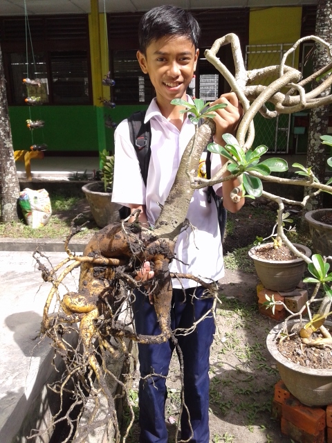 Hafrizani Cara Sambung Pucuk Atau Grafting Adenium