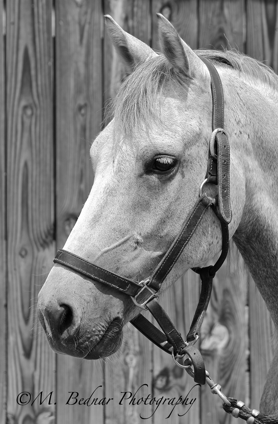 Just Horses The Horse a horse of childhood dreams