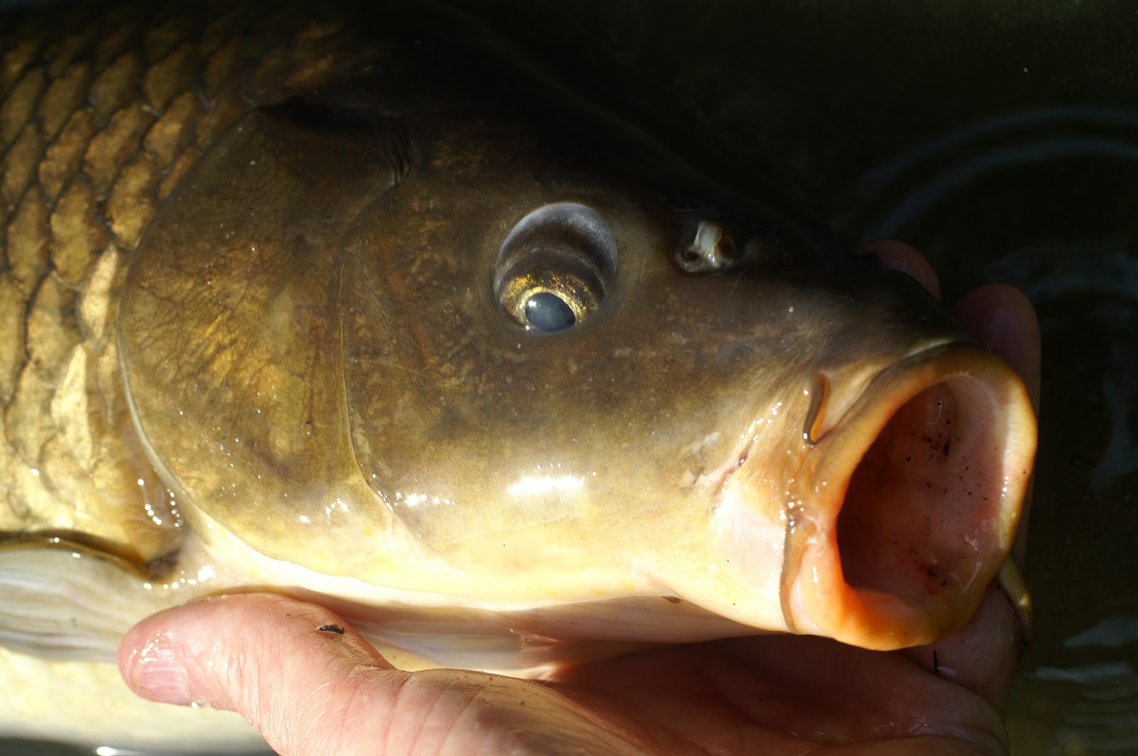 Rhode Island Carp Fishing Do You Need the Hair Rig?