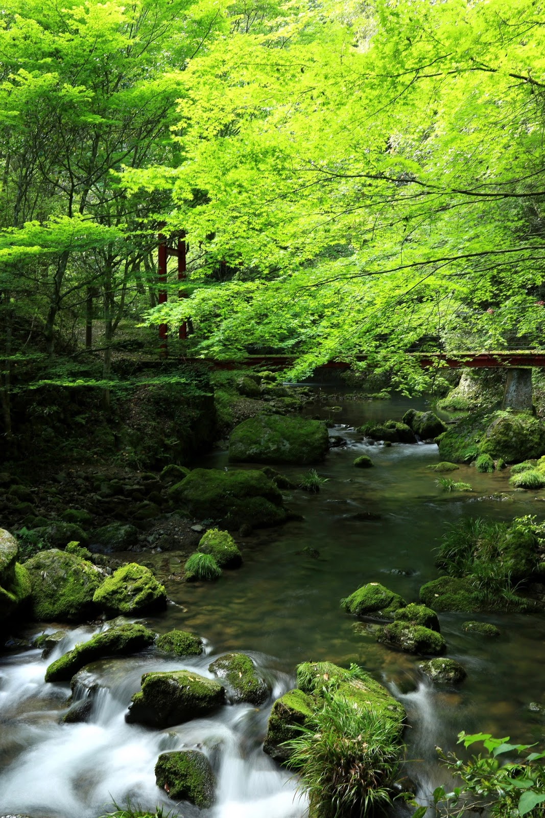 笑隆の庭 緑の桂川渓谷