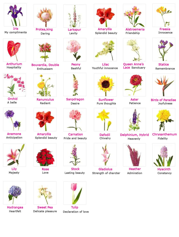 List Of Flowers And Pictures - Beautiful Flowers