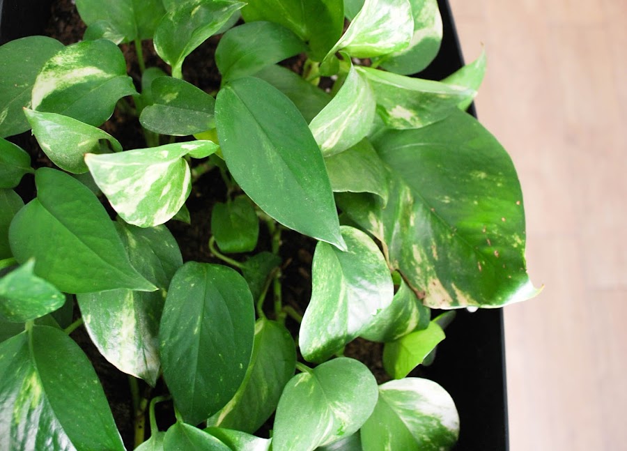  decoración cocina plantas http://www.mylittlebrunch.com/2014/05/my-home-un-rincon-verde-en-mi-cocina.html