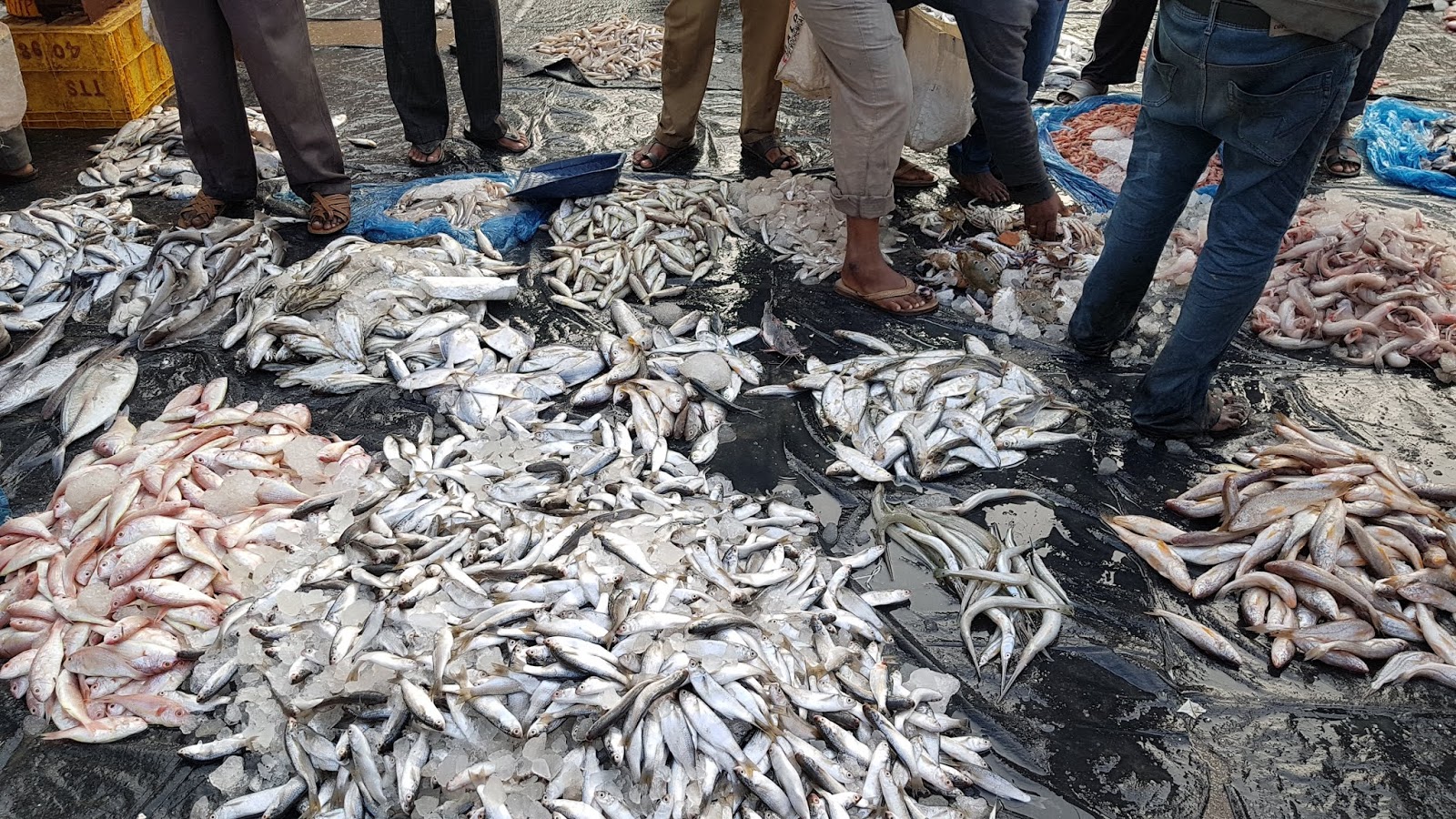 Raghu's column! Ramnagar Fish Market Our City’s Largest Fish Market!