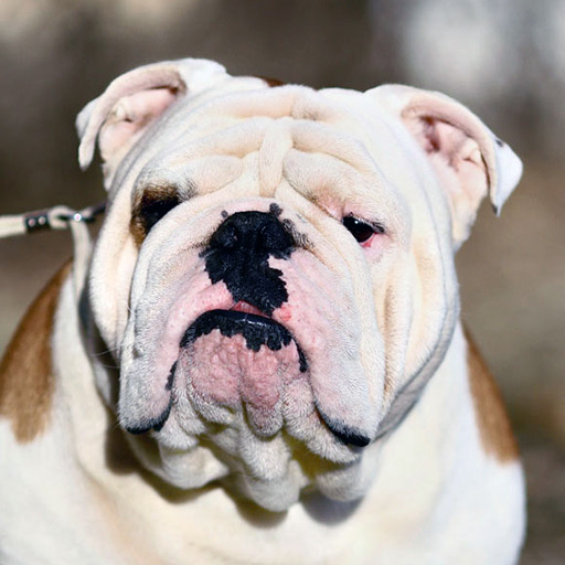Английский бульдог