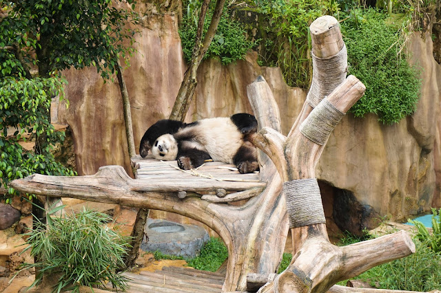 Lihat giant panda di Taman Safari