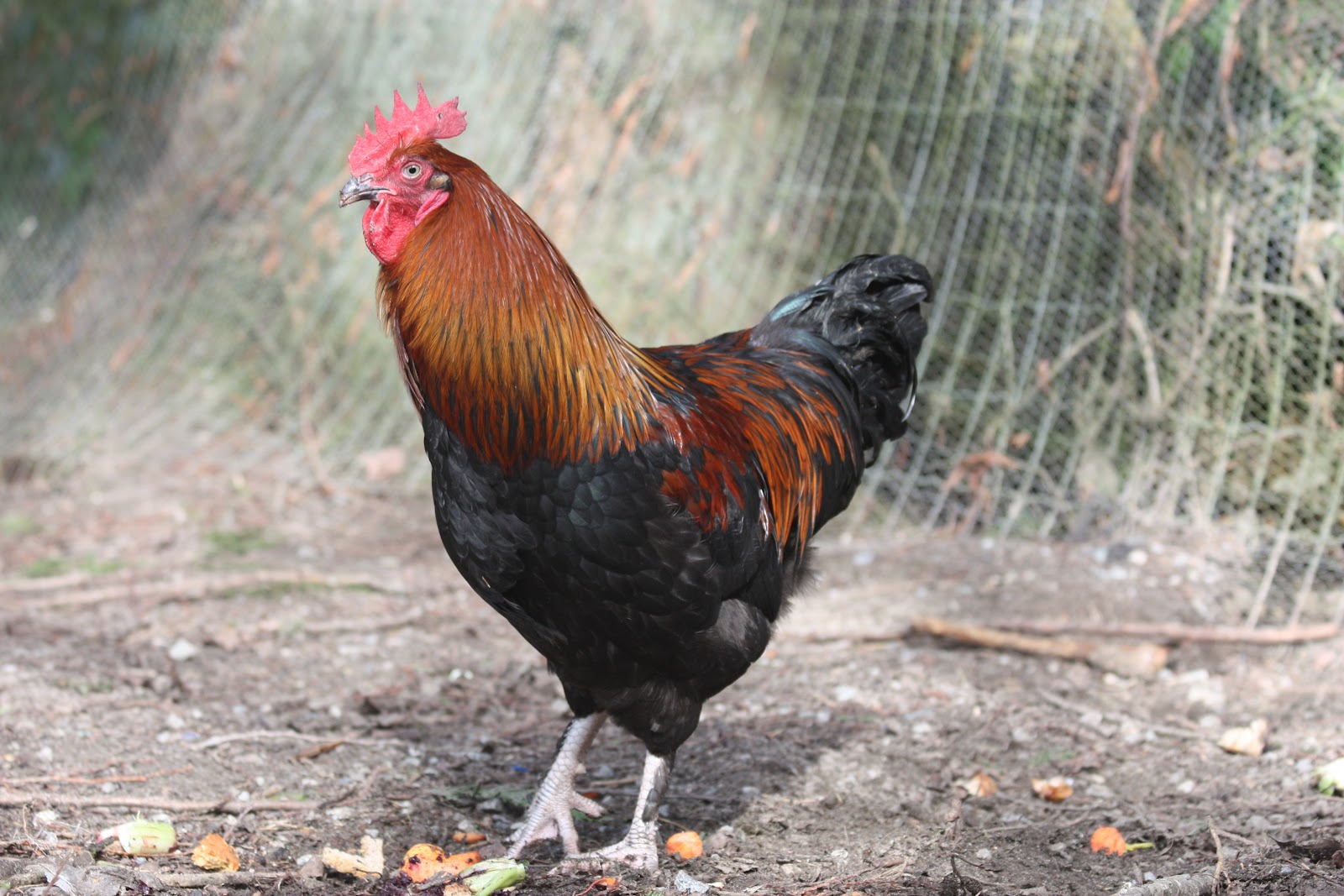 Cedar Green Farm: Heritage Breed Chickens