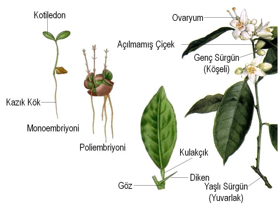 turuncgillerde botanik yapi h zafer can