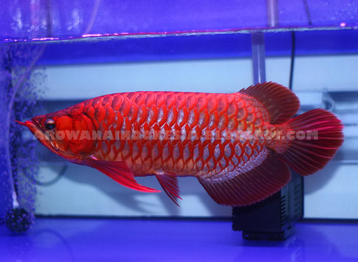 Arowana Indonesia Super Red Arowana