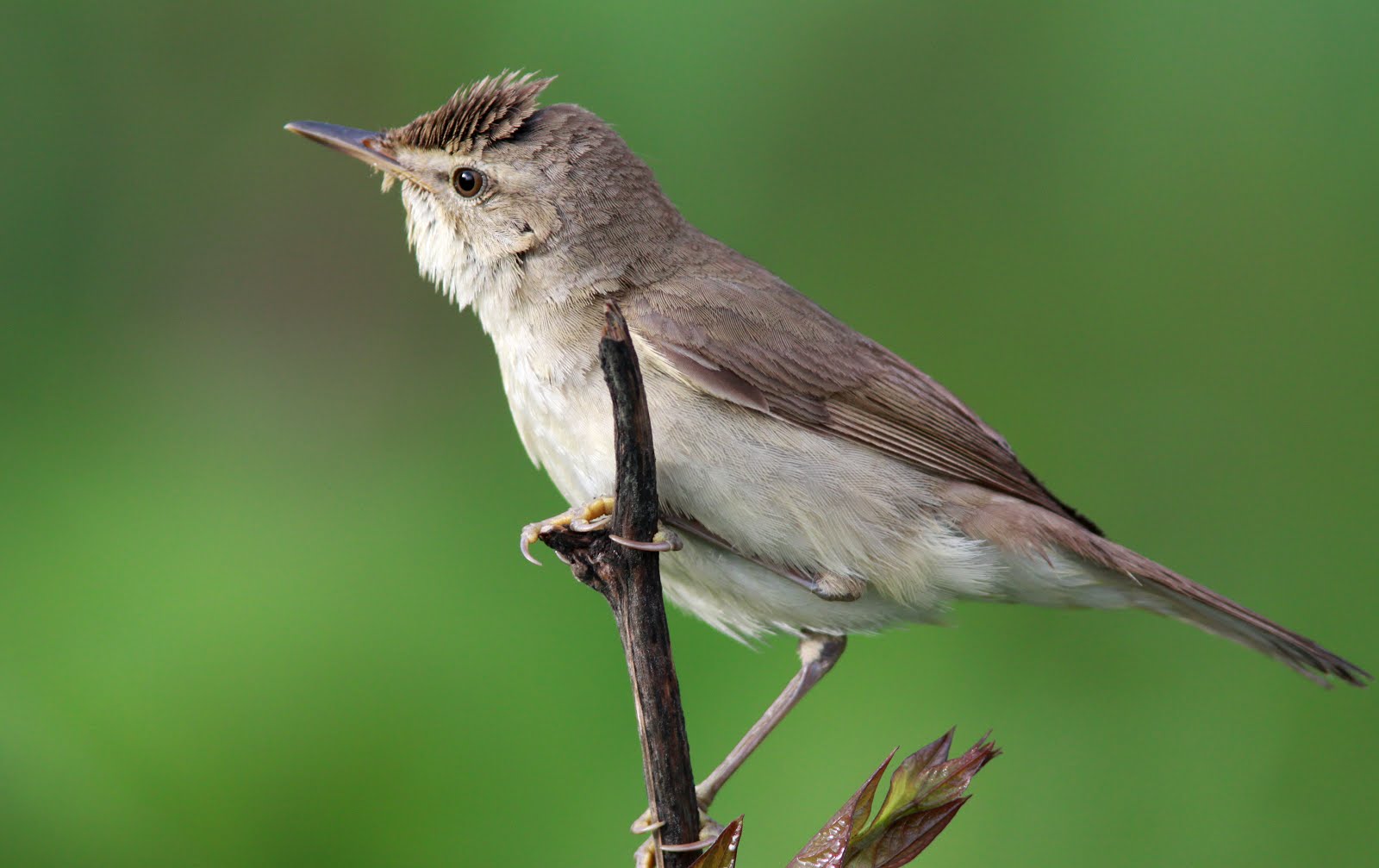 Blyth's Reed Warbler