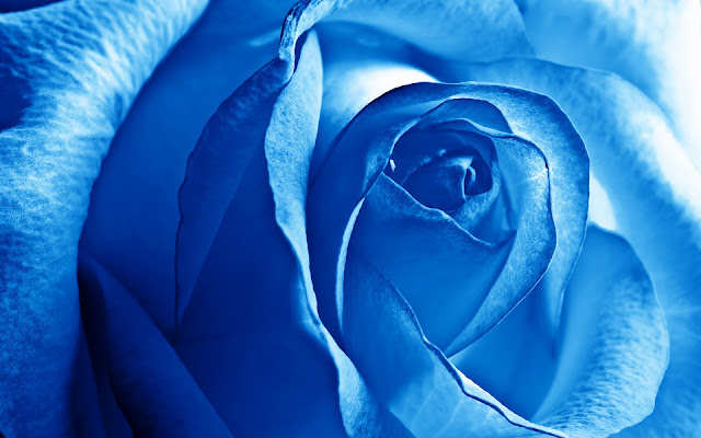 Flores Azules - Blue Flowers