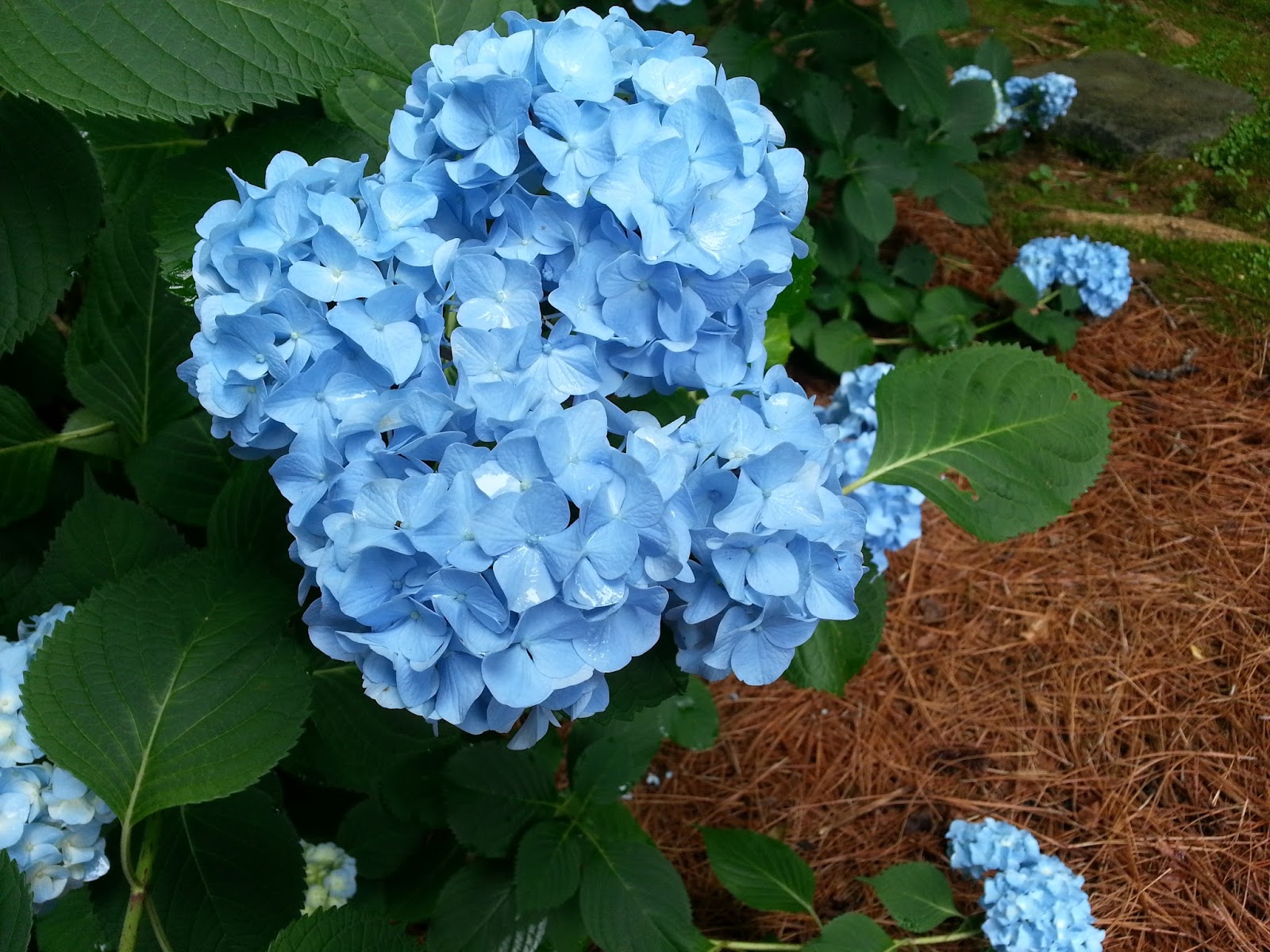 Hydrangea Favorites Plant Something Oregon
