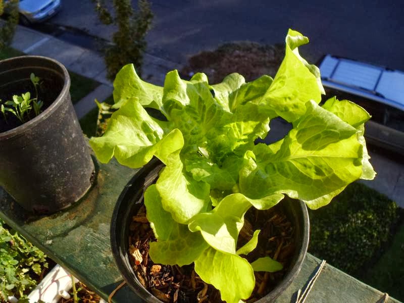Nevada Lettuce Containers