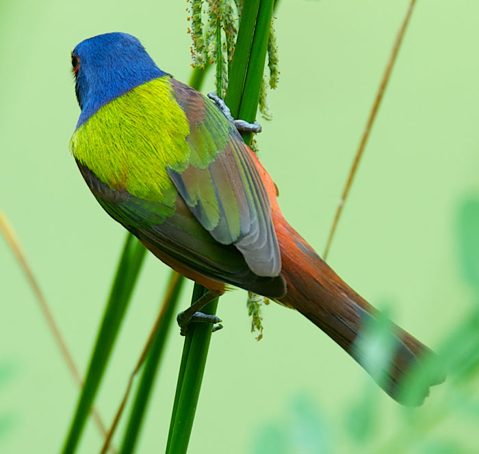Red and the Peanut A Painted Bunting eating grass seeds...