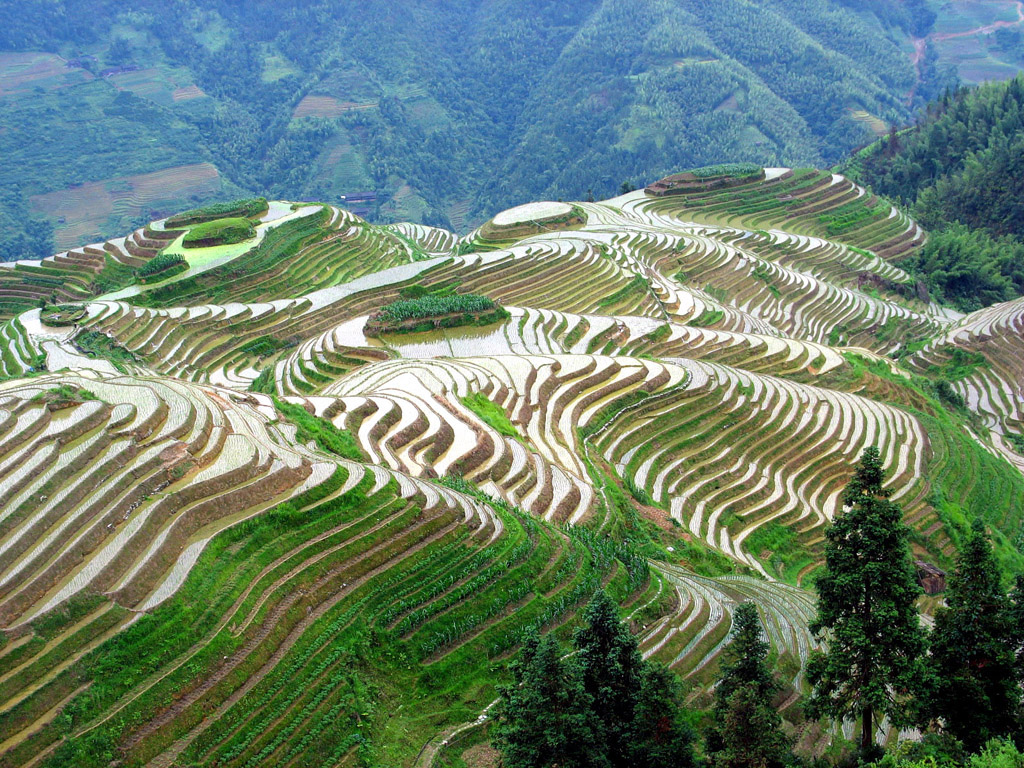 Rice terraces in Longshchen Rice terraces in Longshchen