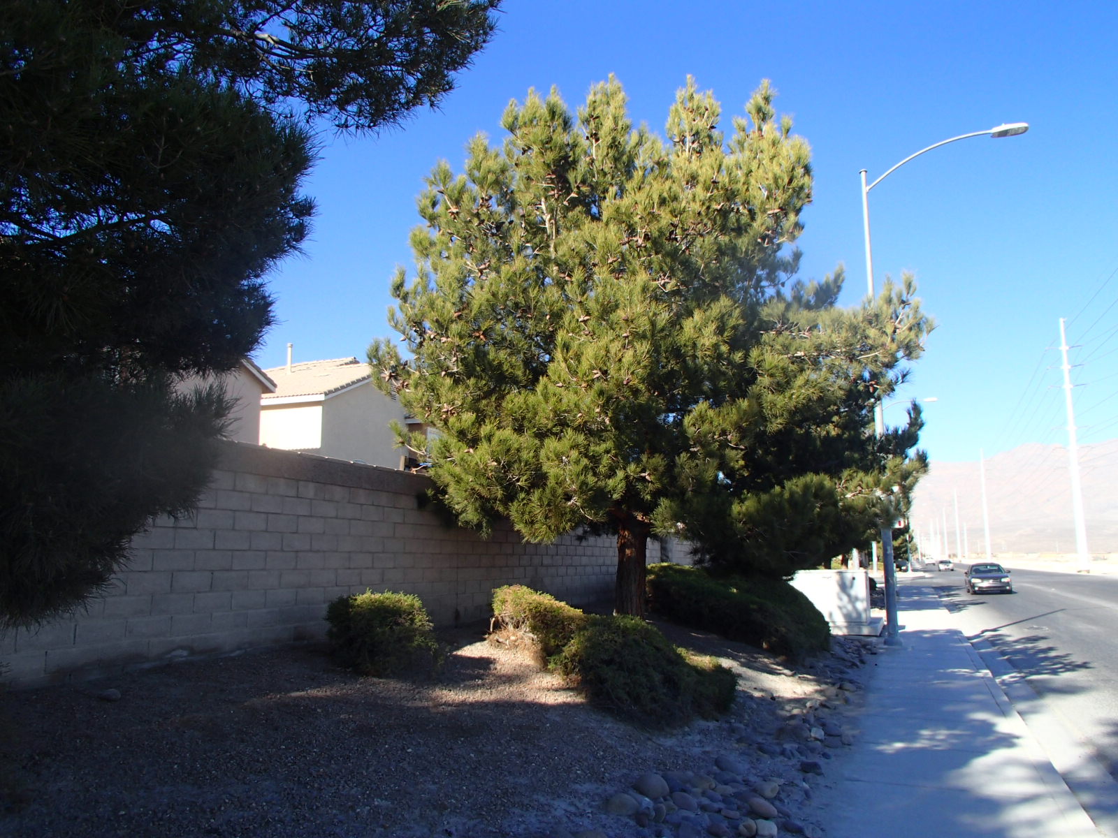 Xtremehorticulture of the Desert Mojave Desert Six Pines Available