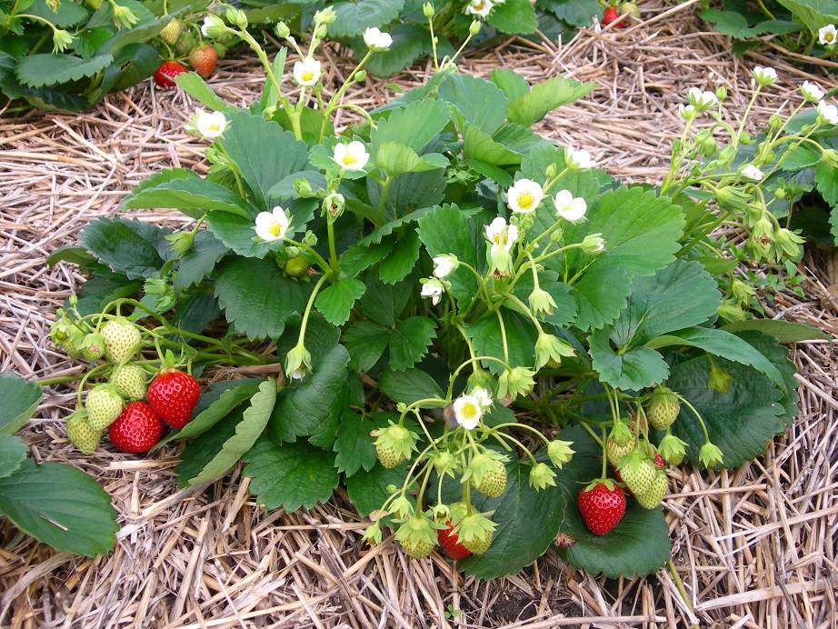Jan Robben Aardbeienacademie wistjedatje 16