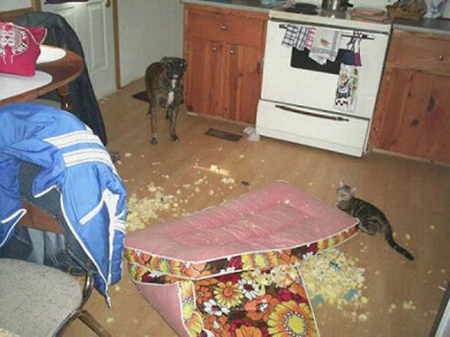 funny cat picture, funny dog picture, pets destroying things