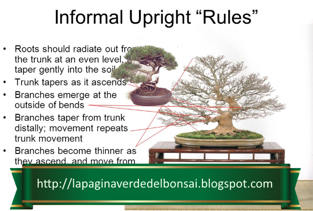 Prostrate Japanese Plum Yew Cephalotaxus Harringtonia Prostrata