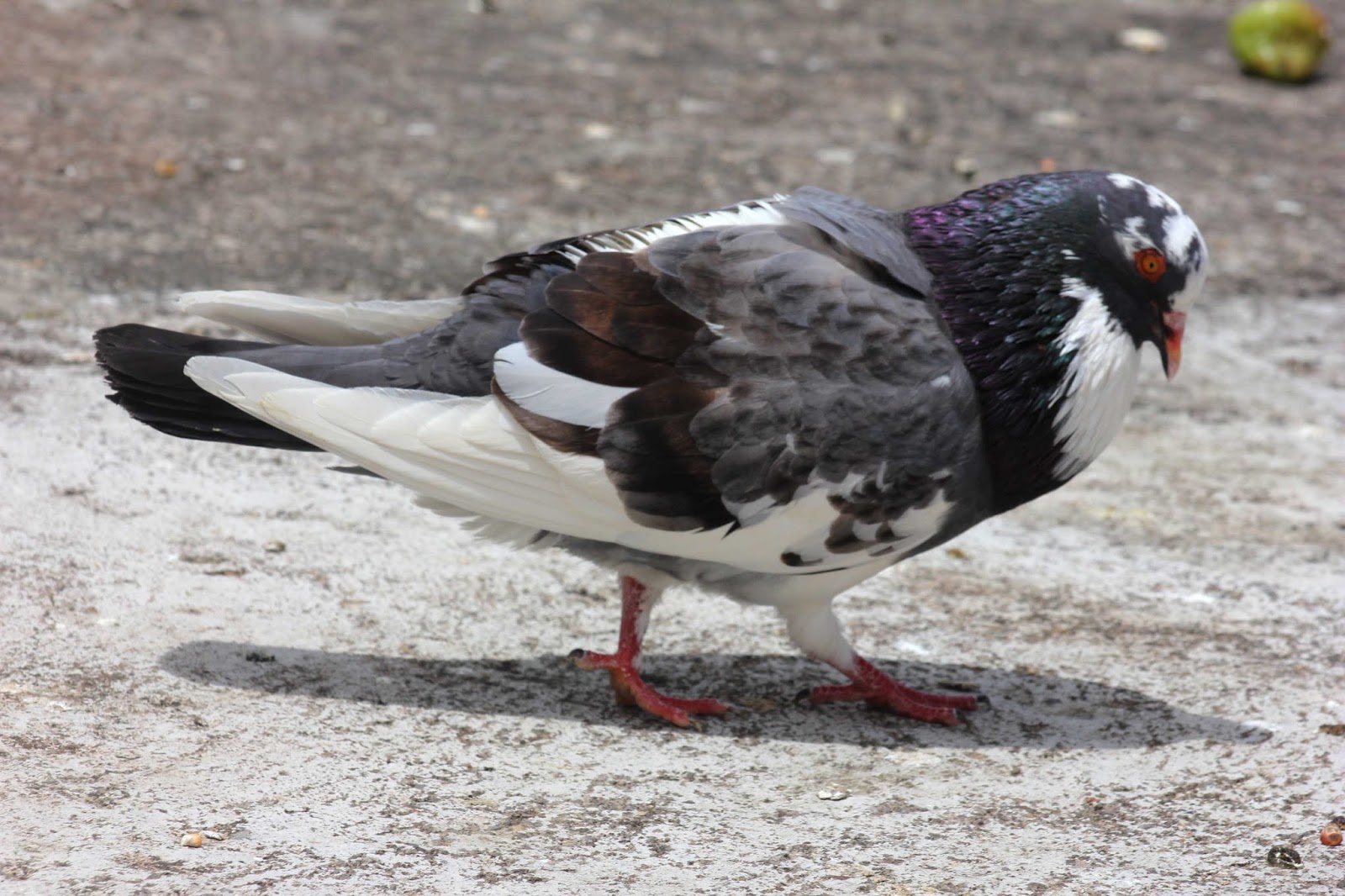 Bahas Merpati 15 Cara Menghilangkan Stress Pada Burung Dara