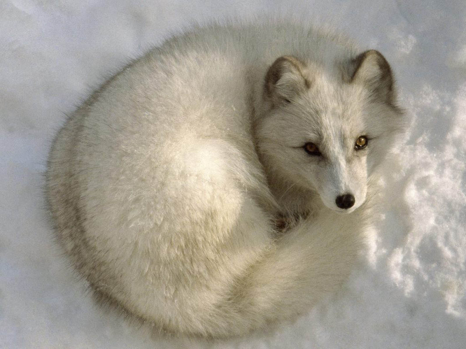 wallpaper: Arctic Fox Wallpapers