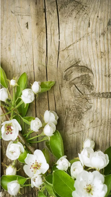 Android Apps Spring Flowers Live Wallpaper Android Free Apps