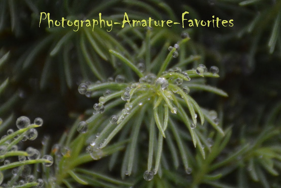 Photography Amateur Favorites 