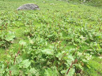 [Polygonaceae] Rumex alpinus along the trail