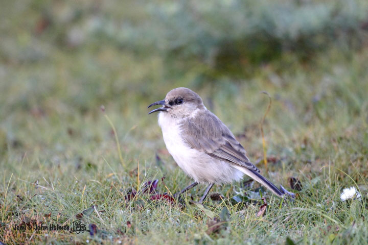 John's Hong Kong Birding Podoces hendersoni Mongolian Ground Jay