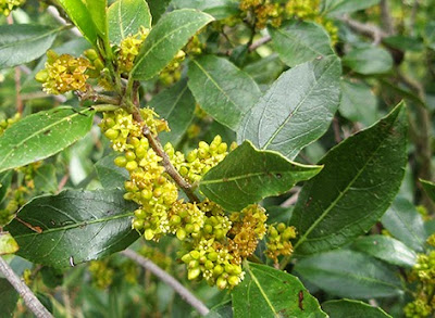 Aladierno (Rhamnus alaternus)