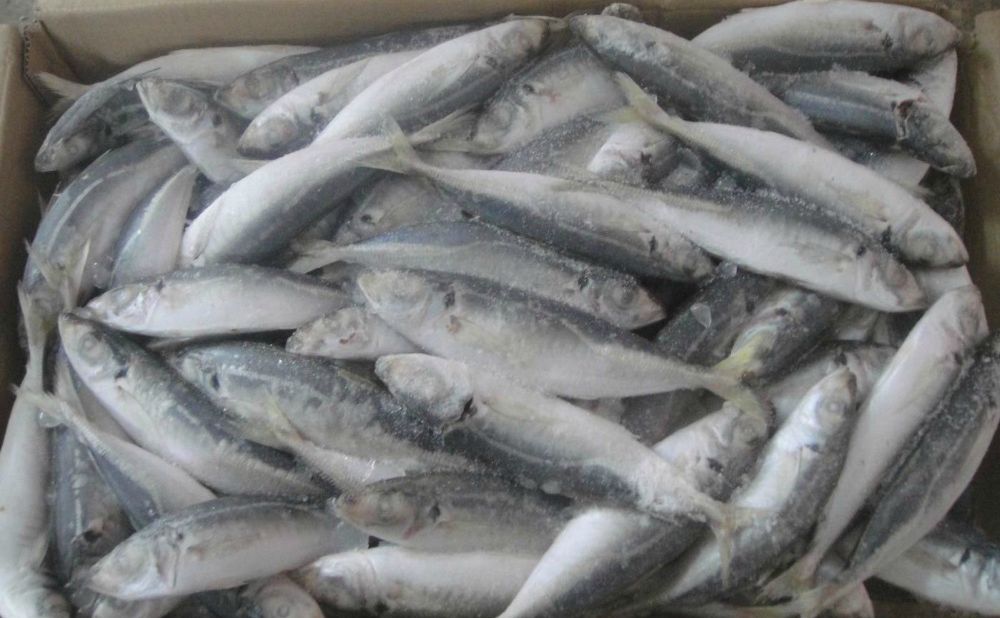 Horse Mackerel/ Fresh Frozen Mackerel Fish 400600g Horse Mackerel