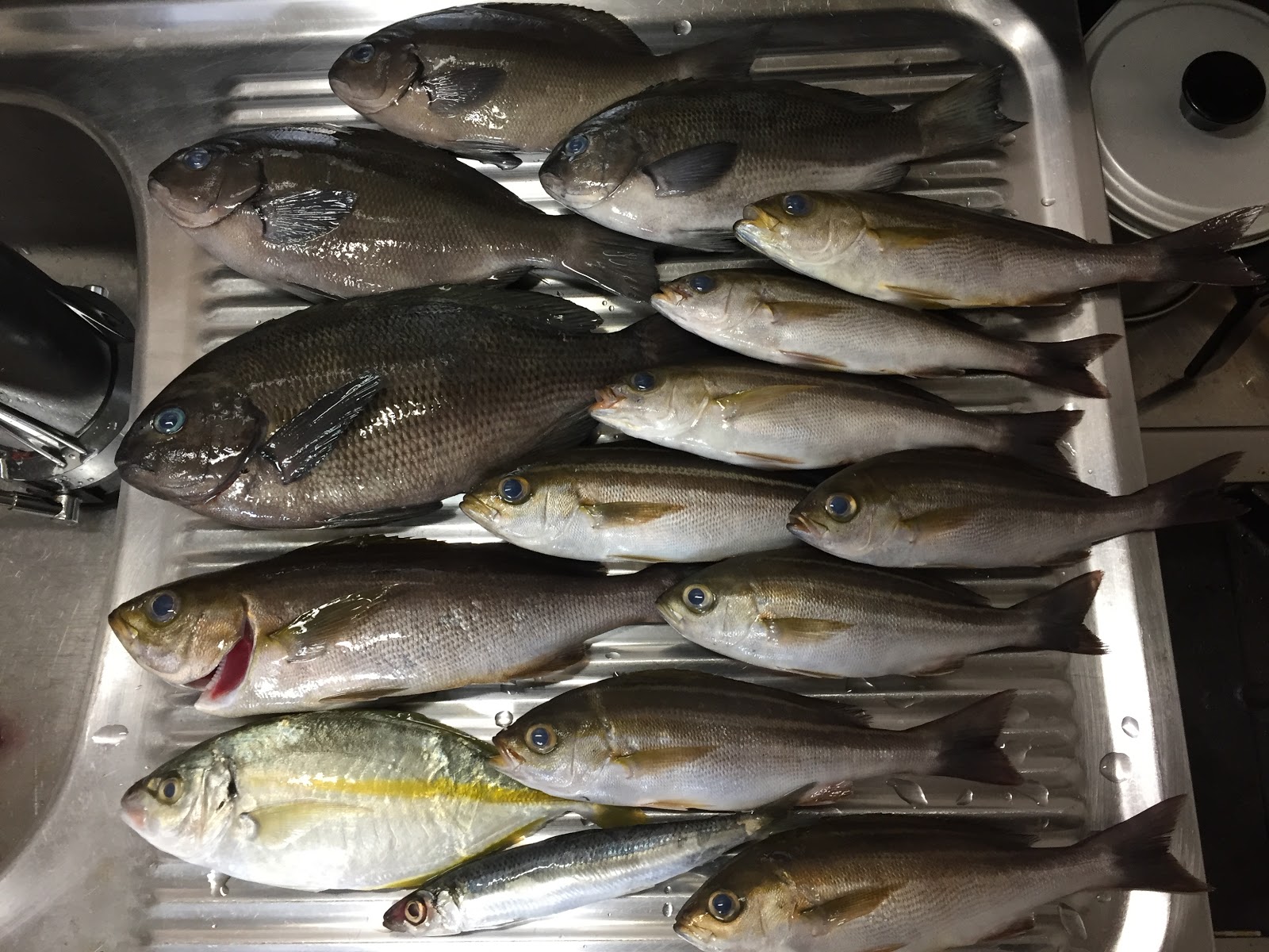 Ei Log 海正丸 シマアジ釣り Vol 1 本命シマアジは朝イチが大事