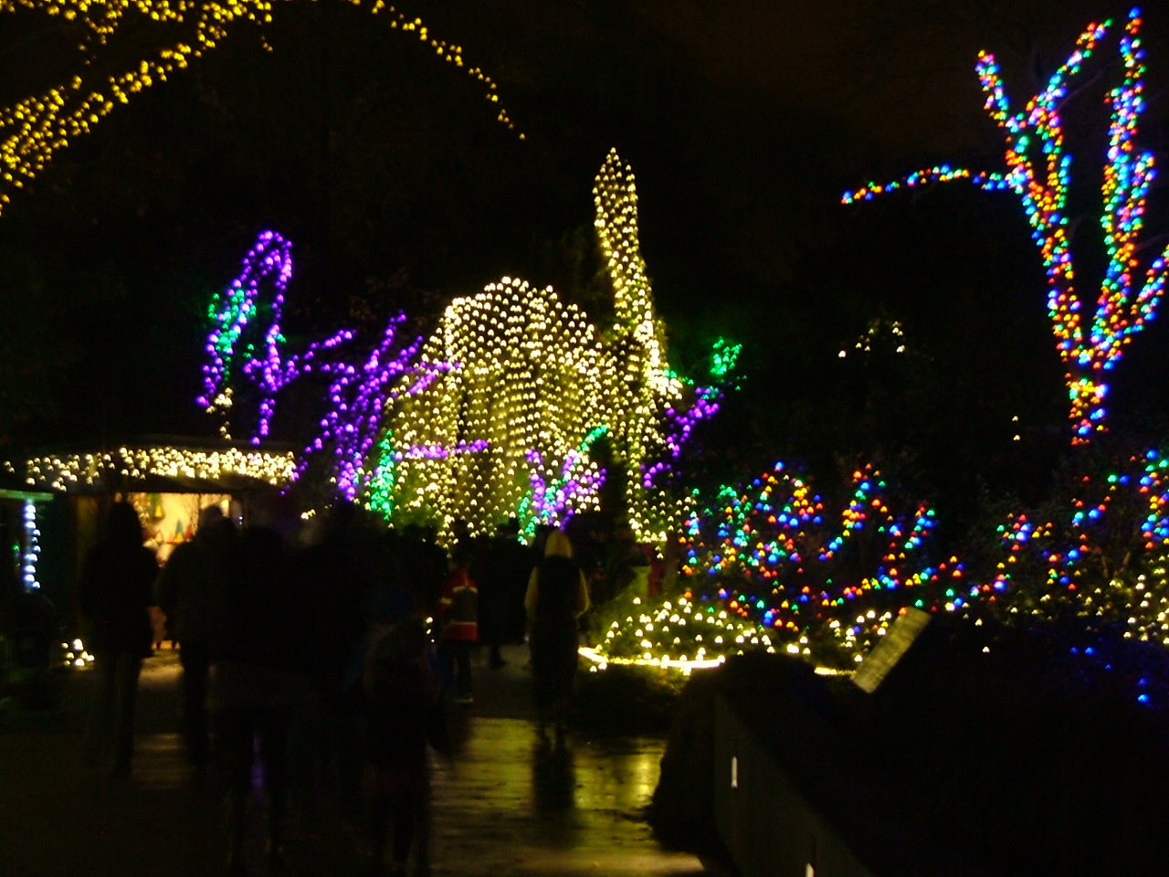 Treasure Seekers Seattle Day 3 Wildlights at Woodland Park Zoo