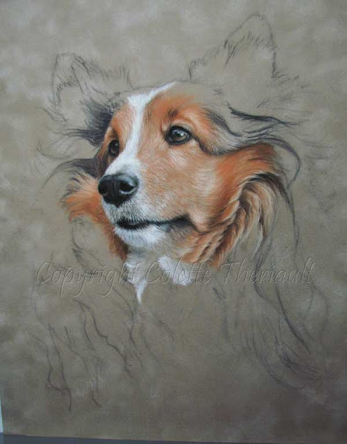 Pastel painting of Shetland sheepdog portrait by Colette Theriault