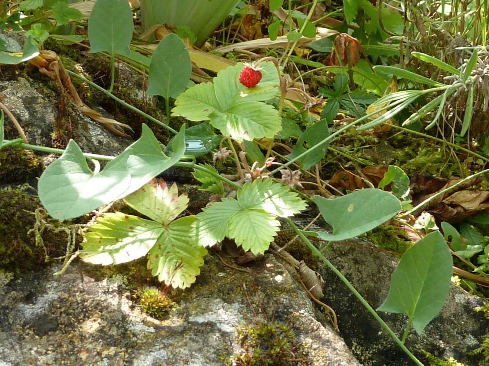 Grundeinkommen und Rechnen: „Die Welt lässt sich nicht berechnen“