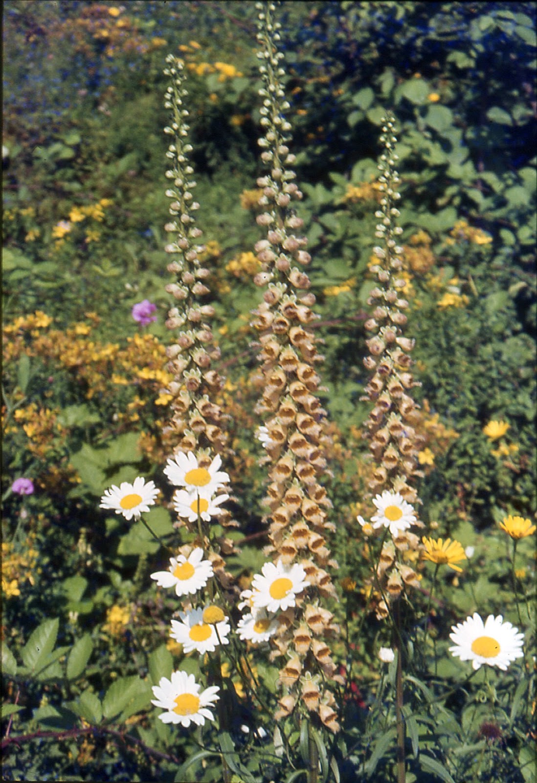Flora rara piacentina DIGITALE FERRUGINEA Digitalis ferruginea
