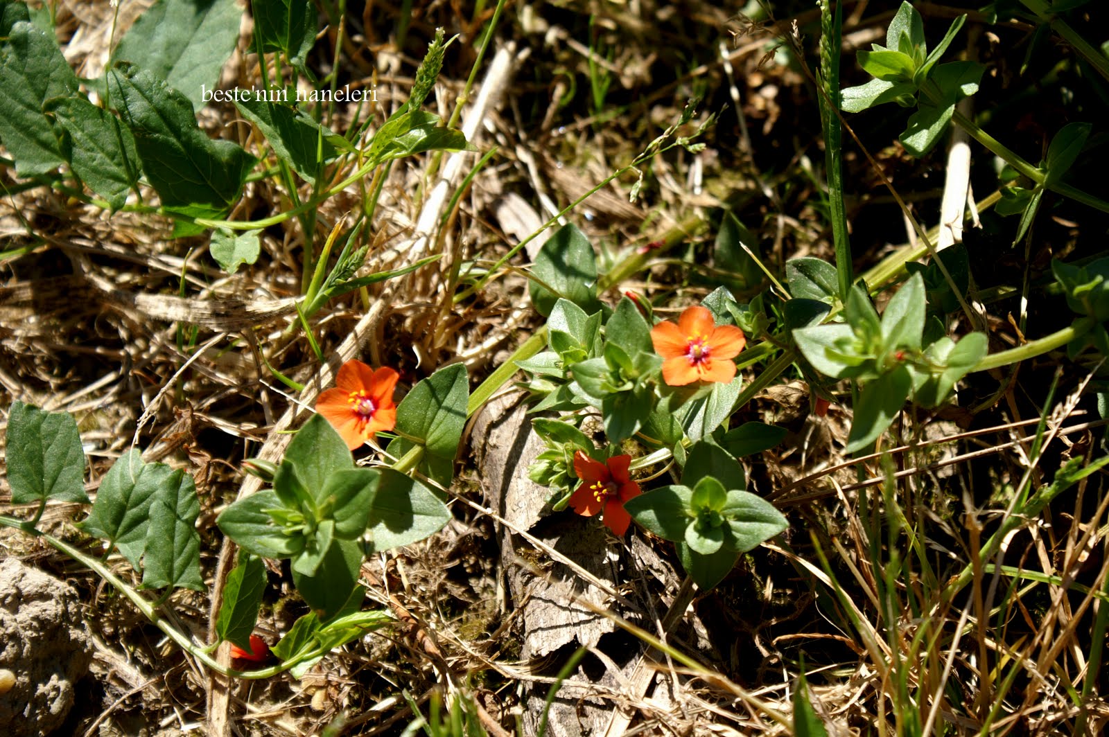 Doğayı Keşfederken haziran ayinda cevrenizde gorebileceginiz yabani